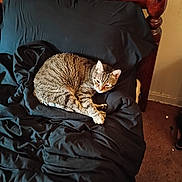 Jasper is registered to the contest to win money with this photo: cat, tabby_cat, bed, bedding, black_bedding, wooden_bed_frame, pillow, indoor, carpet, sleepy, pet, feline, animal, resting, cozy, fur, whiskers, ears, cute, domestic