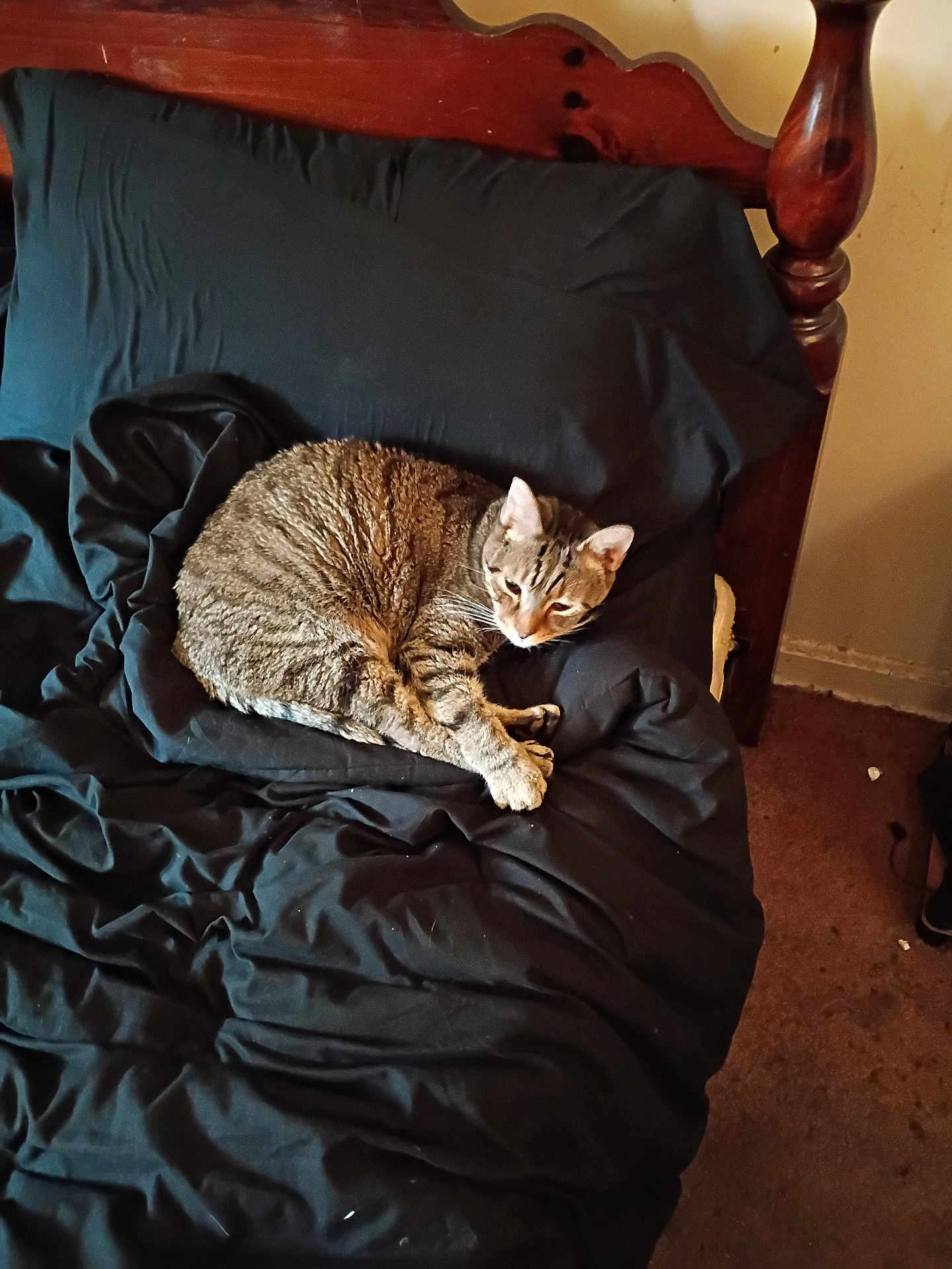 Jasper is registered to the contest to win money with this photo: cat, tabby_cat, bed, bedding, black_bedding, wooden_bed_frame, pillow, indoor, carpet, sleepy, pet, feline, animal, resting, cozy, fur, whiskers, ears, cute, domestic