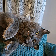 Mistigri a rejoint le concours — aidez-le/la à gagner de superbes lots ! abyssinian, animal, architecture, armchair, building, cat, chair, couch, curtain, cushion, furniture, homedecor, indoors, kitten, linen, livingroom, manx, pet, room, wood