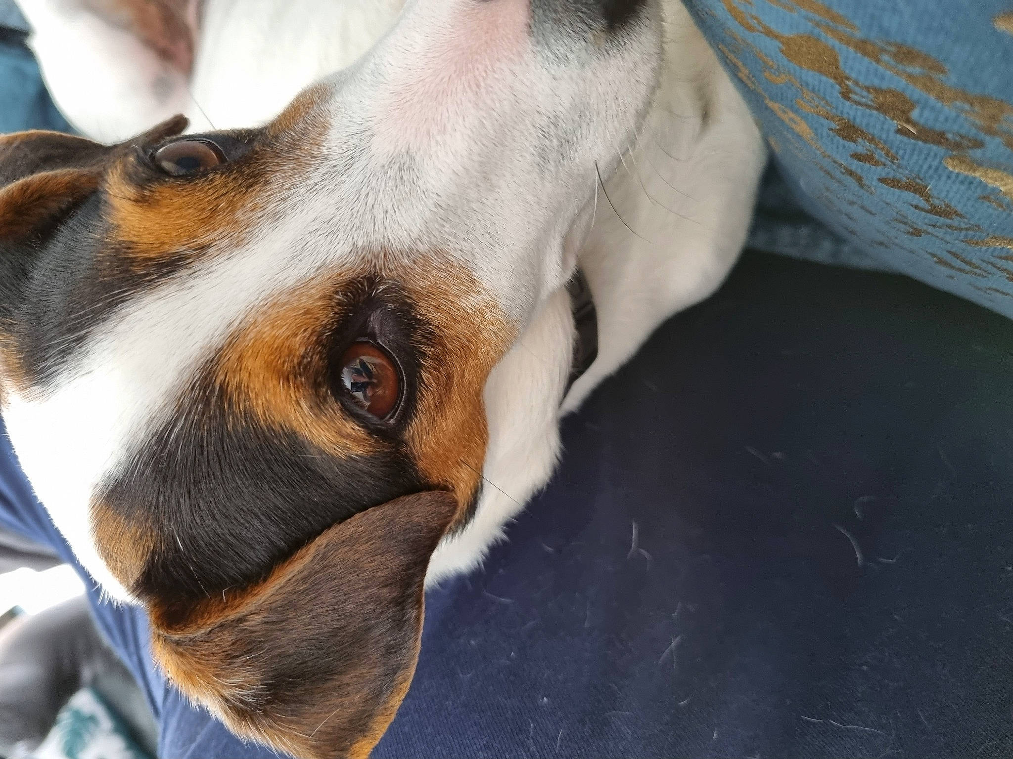 Lola