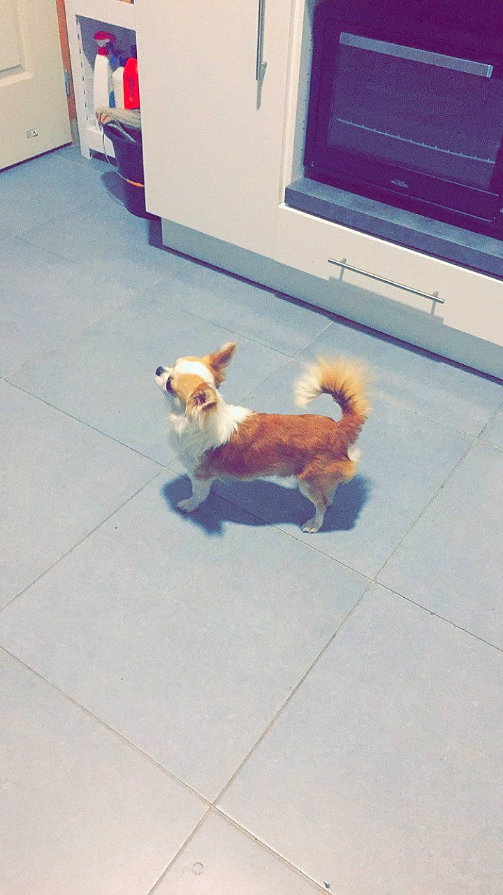 Ouilo-king a rejoint le concours — aidez-le/la à gagner de superbes lots ! canidae, carnivore, chihuahua, companion_dog, dog, dog_breed, fawn, floor, flooring, mammal, pembroke_welsh_corgi, pomeranian, portuguese_podengo, puppy, tail, tile, toy_dog, welsh_corgi