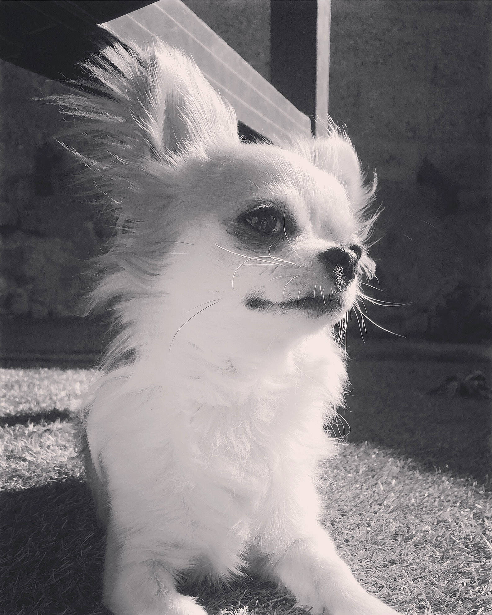 Ouilo-king participe au concours pour gagner de l'argent avec cette photo : black_and_white, canidae, carnivore, companion_dog, dog, dog_breed, ear, eye, fawn, fur, monochrome, monochrome_photography, photography, puppy, snout, style, tail, toy_dog, whiskers, white