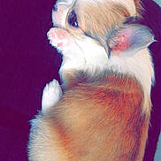 Ouilo-king participe au concours pour gagner de l'argent avec cette photo : carnivoran, companion_dog, dog, dog_breed, dog_breed_group, dog_like_mammal, fawn, fur, mammal, non_sporting_group, puppy, puppy_love, shih_tzu, skin, snout, toy_dog, vertebrate, whiskers