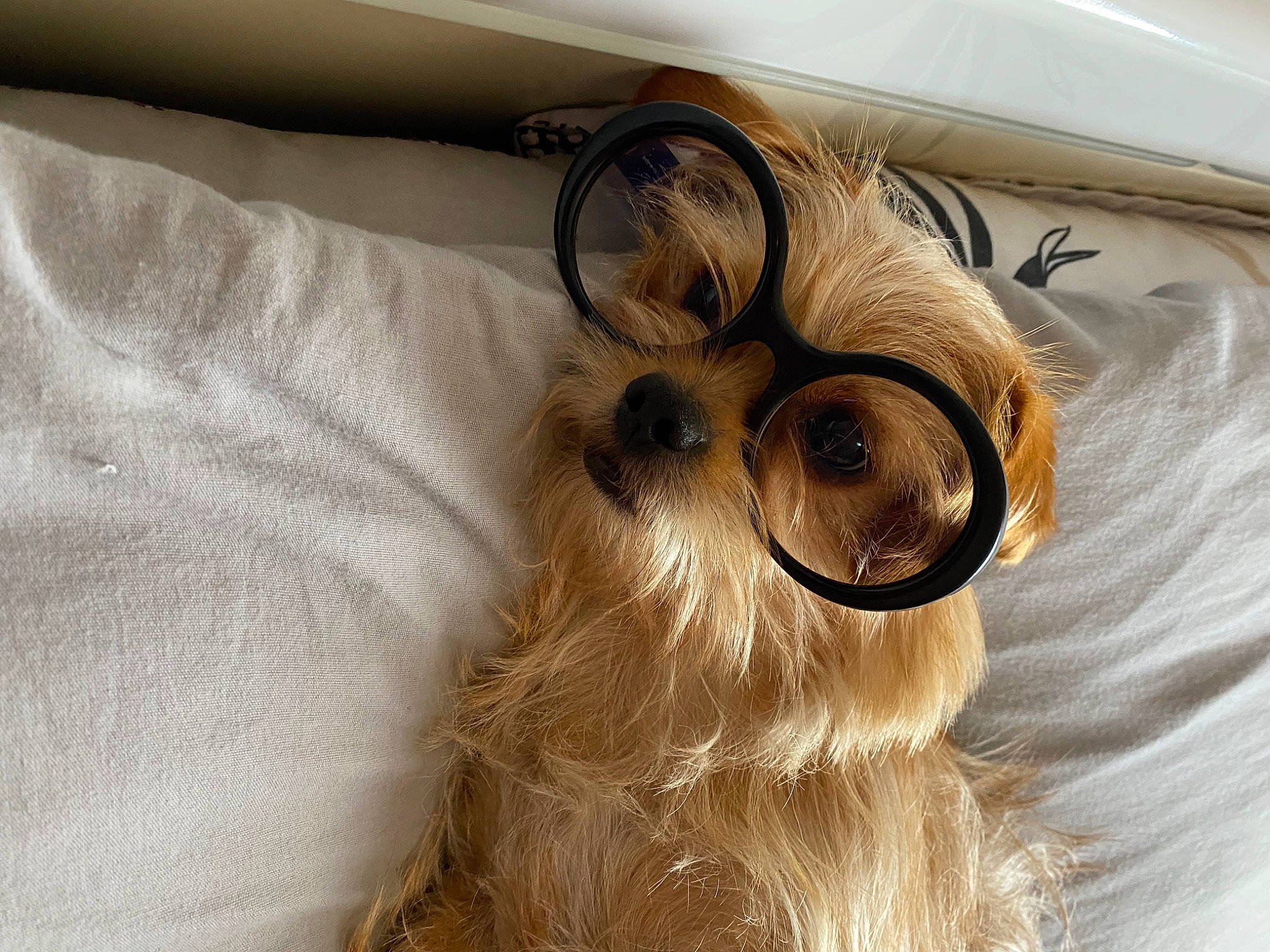 Wilson participe au concours pour gagner de l'argent avec cette photo : audio_equipment, beard, carnivore, comfort, companion_dog, dog, dog_breed, eyewear, fawn, felidae, fur, glasses, goggles, liver, personal_protective_equipment, small_to_medium_sized_cats, textile, vision_care, whiskers, working_animal