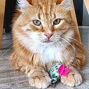 Simba participe au concours pour gagner de l'argent avec cette photo : cat, orange_tabby, toy_mouse, floor, wooden_chair, indoor, pet, feline, whiskers, paws, closeup, fur, animal, playful, domestic_cat, cute, looking, resting, home, mammal