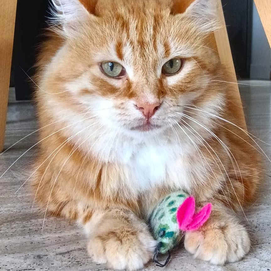 Simba participe au concours pour gagner de l'argent avec cette photo : animal, cat, closeup, cute, domestic_cat, feline, floor, fur, home, indoor, looking, mammal, orange_tabby, paws, pet, playful, resting, toy_mouse, whiskers, wooden_chair