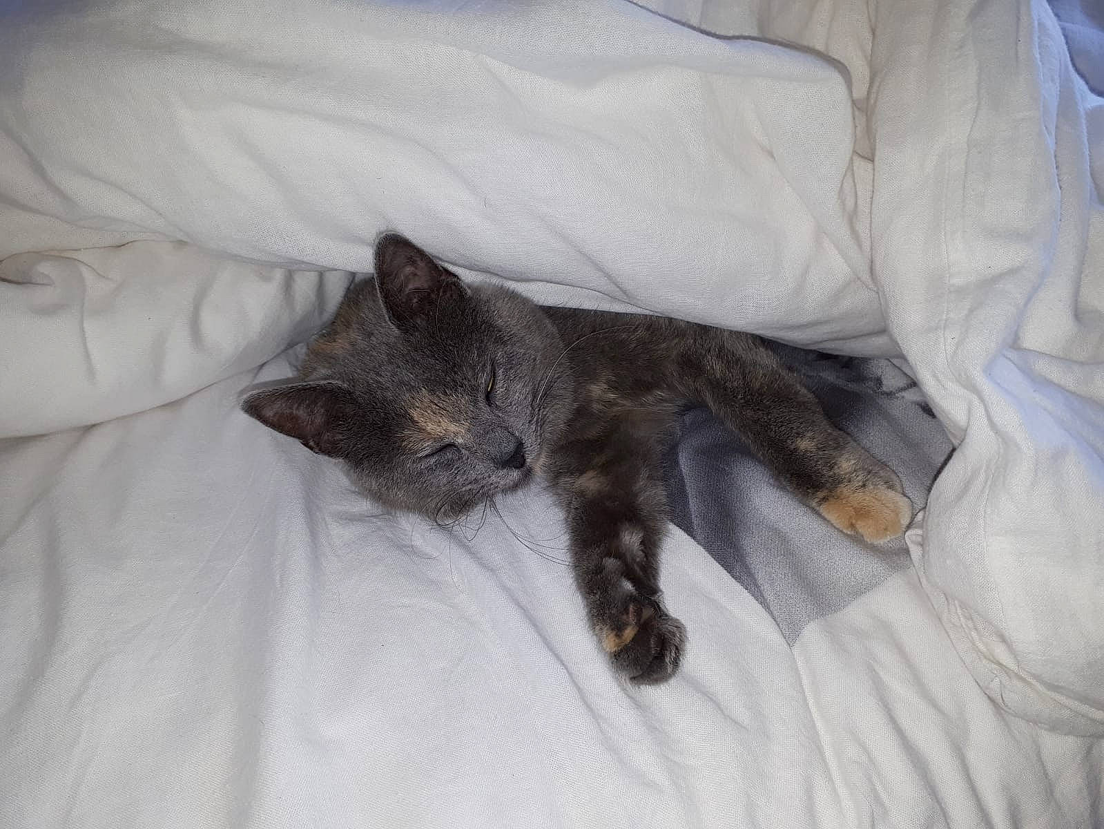 Rockette a rejoint le concours — aidez-le/la à gagner de superbes lots ! carnivore, cat, claw, domestic_short_haired_cat, felidae, fur, german_rex, kitten, nap, nebelung, sleep, small_to_medium_sized_cats, whiskers