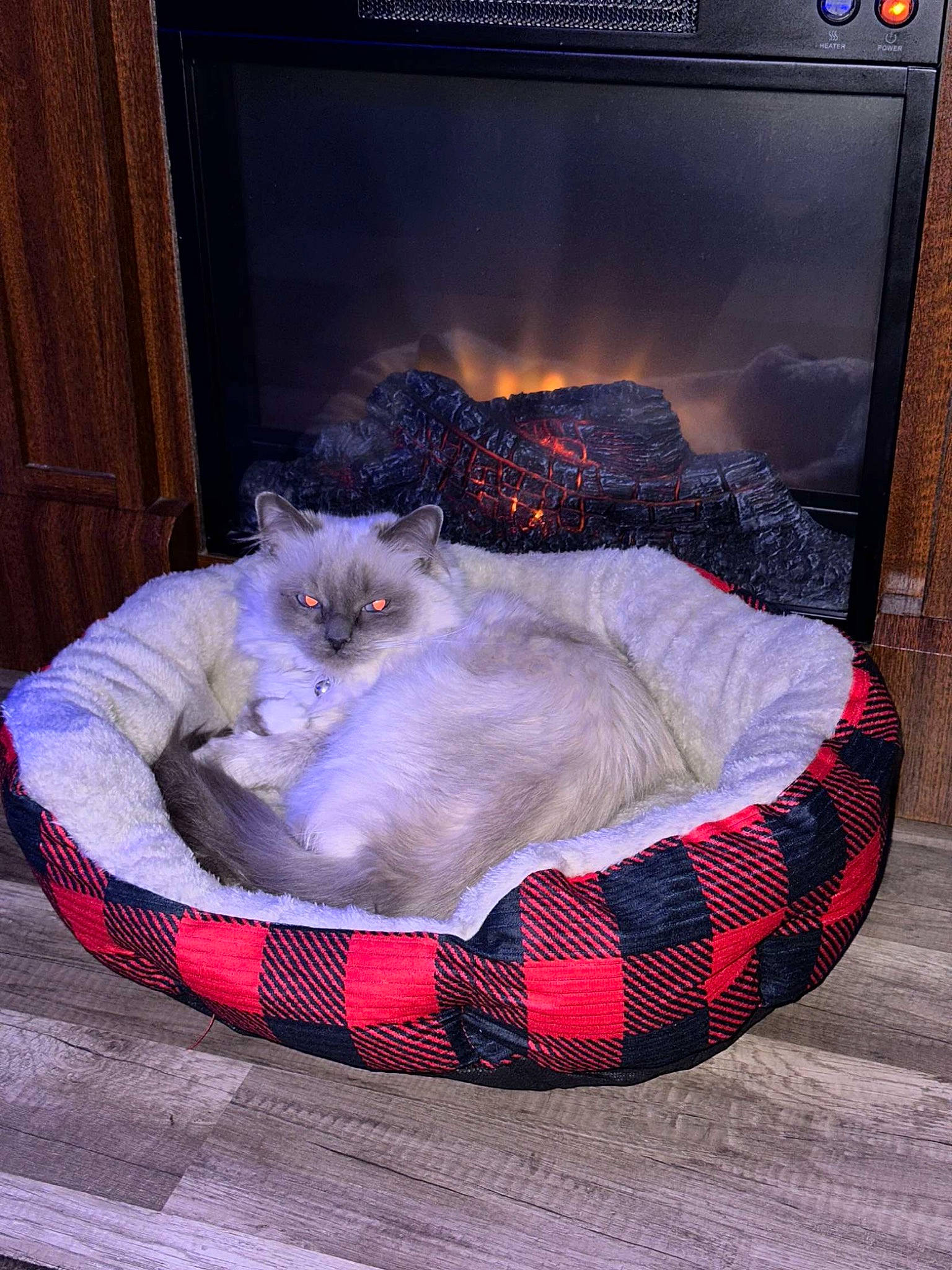 Stormy joined the competition — help win amazing prizes! carnivore, cat, cat_bed, comfort, companion_dog, cooking, dog_supply, door, felidae, fur, gas, heat, home_appliance, kitchen_appliance, pattern, pet_supply, room, small_to_medium_sized_cats, stove, wood_burning_stove