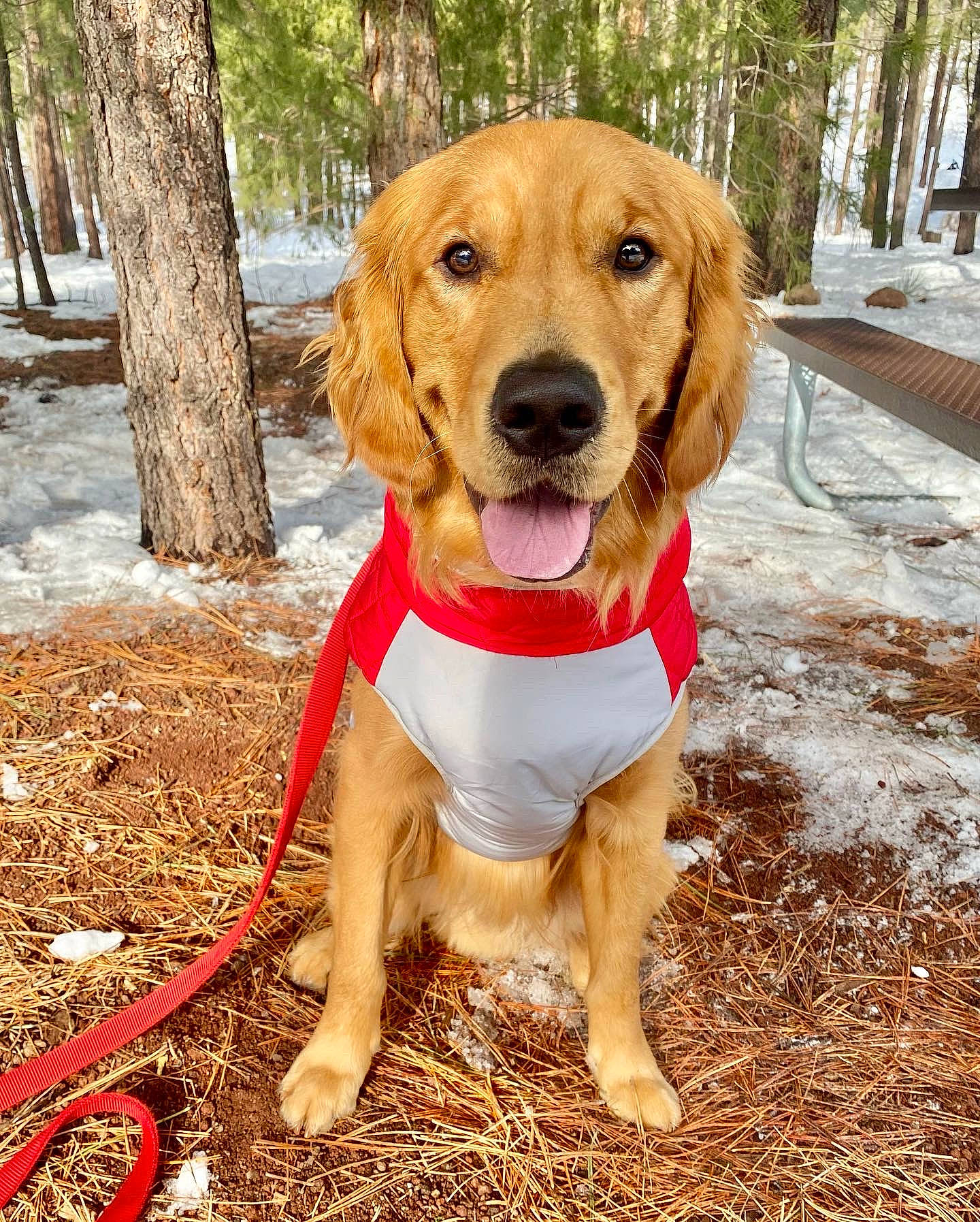 Zeus is registered to the contest to win money with this photo: adventure, canidae, carnivore, collar, companion_dog, dog, dog_breed, dog_collar, dog_supply, fawn, grass, leash, paw, pet_supply, plant, snout, sporting_group, tree, wood, working_animal