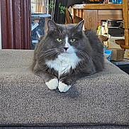 Percy is registered to the contest to win money with this photo: cat, close_up, couch, cozy, domestic_animal, fluffy, fruit_basket, furniture, gray_cat, green_eyes, household_items, indoor, living_room, looking_at_camera, pet, portrait, relaxed, resting, white_cat, wooden_table