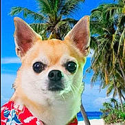 Gipsy participe au concours pour gagner de l'argent avec cette photo : dog, chihuahua, tropical, beach, palm_trees, blue_sky, shirt, red_shirt, floral_pattern, pet, animal, portrait, summer, vacation, holiday, outdoor, canine, cute, small_dog, nature
