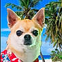 dog, chihuahua, tropical, beach, palm_trees, blue_sky, shirt, red_shirt, floral_pattern, pet, animal, portrait, summer, vacation, holiday, outdoor, canine, cute, small_dog, nature