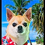 Gipsy participe au concours pour gagner de l'argent avec cette photo : dog, chihuahua, hawaiian_shirt, tropical, beach, palm_trees, summer, vacation, sunny, blue_sky, sand, pet, portrait, cute, outdoor, animal, holiday, canine, nature, relaxation