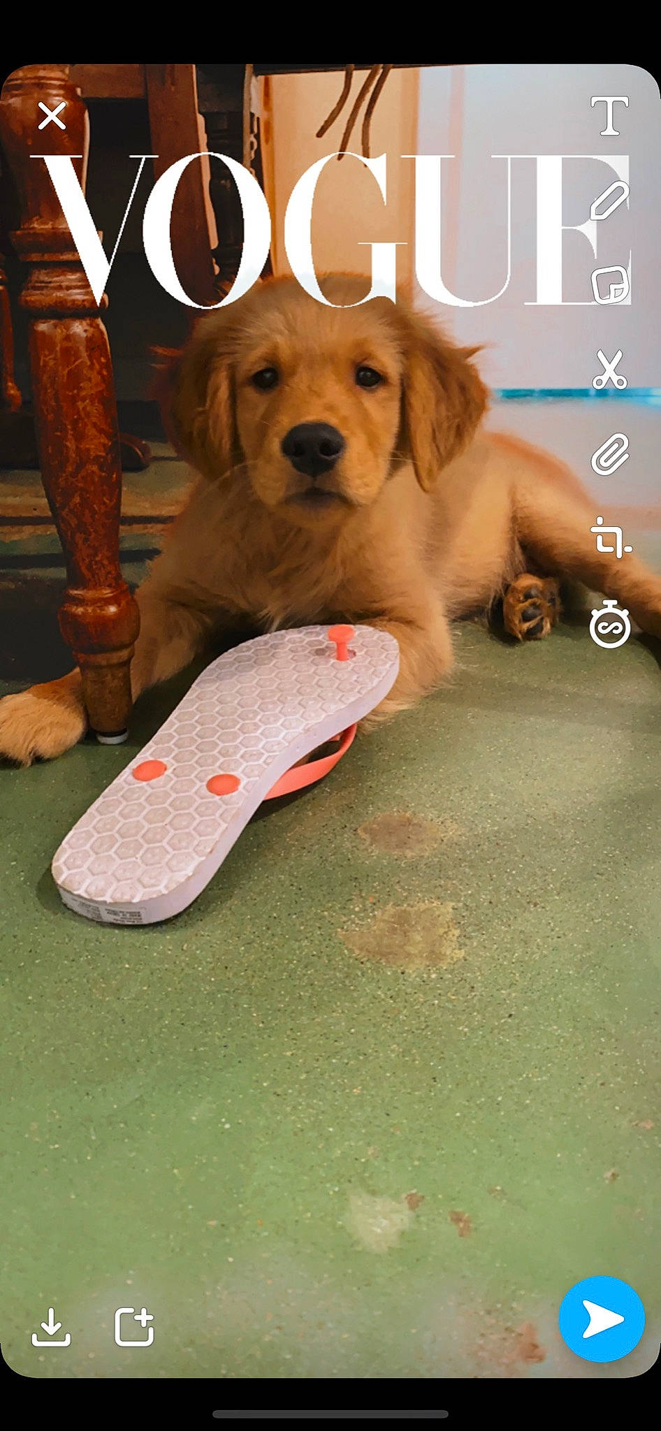 Bblazelaze joined the competition — help win amazing prizes! boot, brown, canidae, carnivore, companion_dog, dog, dog_breed, dog_supply, golden_retriever, liver, mammal, pet_supply, photo_caption, retriever, sporting_group, tan, toy, vertebrate, working_animal, working_dog