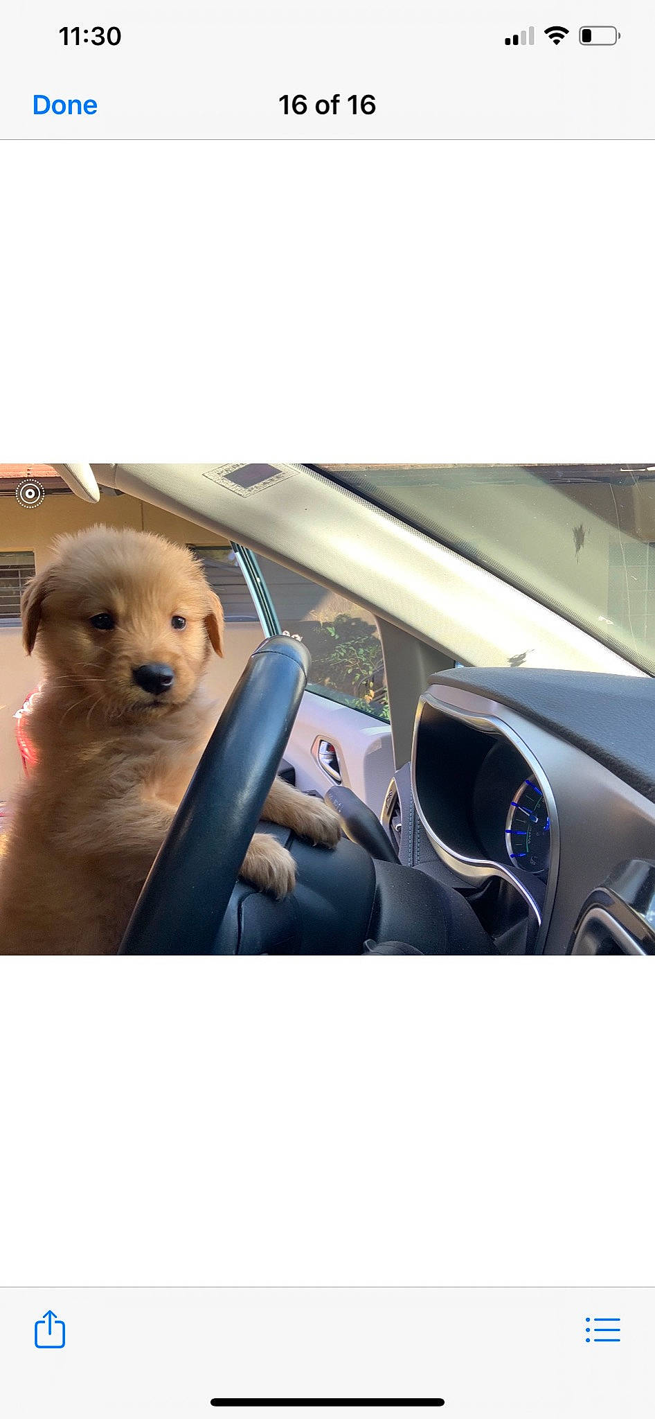 Bblazelaze is registered to the contest to win money with this photo: automotive_window_part, canidae, car_seat, carnivore, companion_dog, dog, dog_breed, door, fawn, luxury_vehicle, motor_vehicle, pet_supply, puppy, snout, sporting_group, steering_part, steering_wheel, vehicle_door, windshield, working_animal