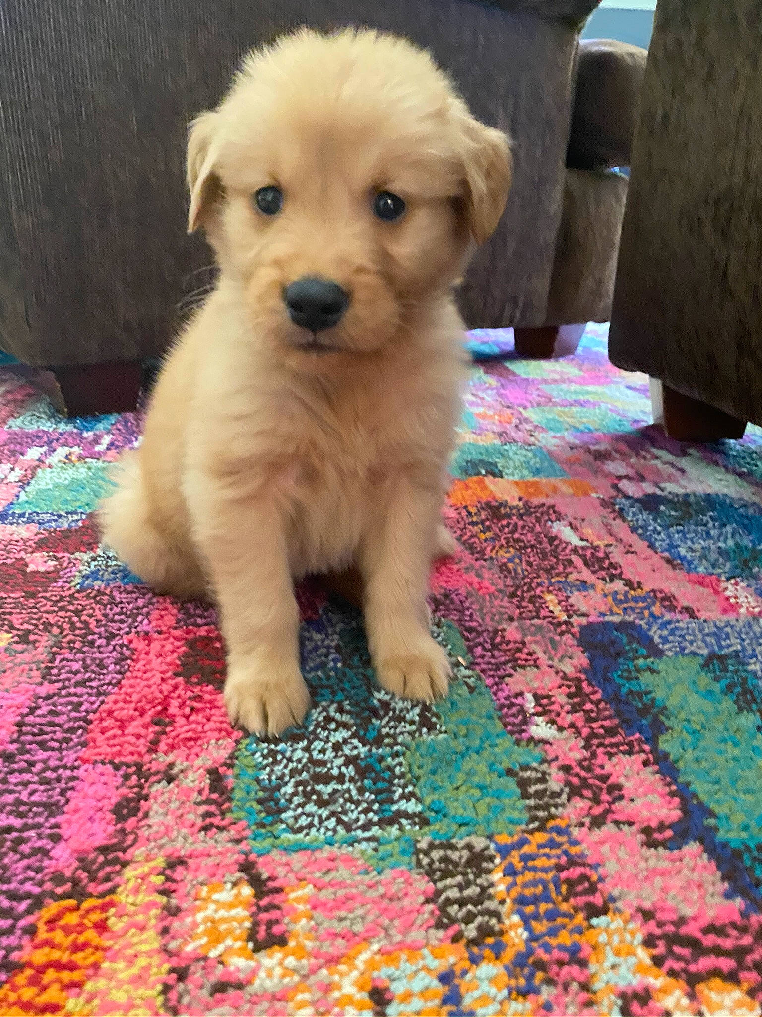 Bblazelaze is registered to the contest to win money with this photo: canidae, carnivore, carpet, companion_dog, dog, dog_breed, dog_supply, fawn, floor, flooring, home_accessories, linens, mat, puppy, rug, snout, sporting_group, textile, toy_dog, working_animal