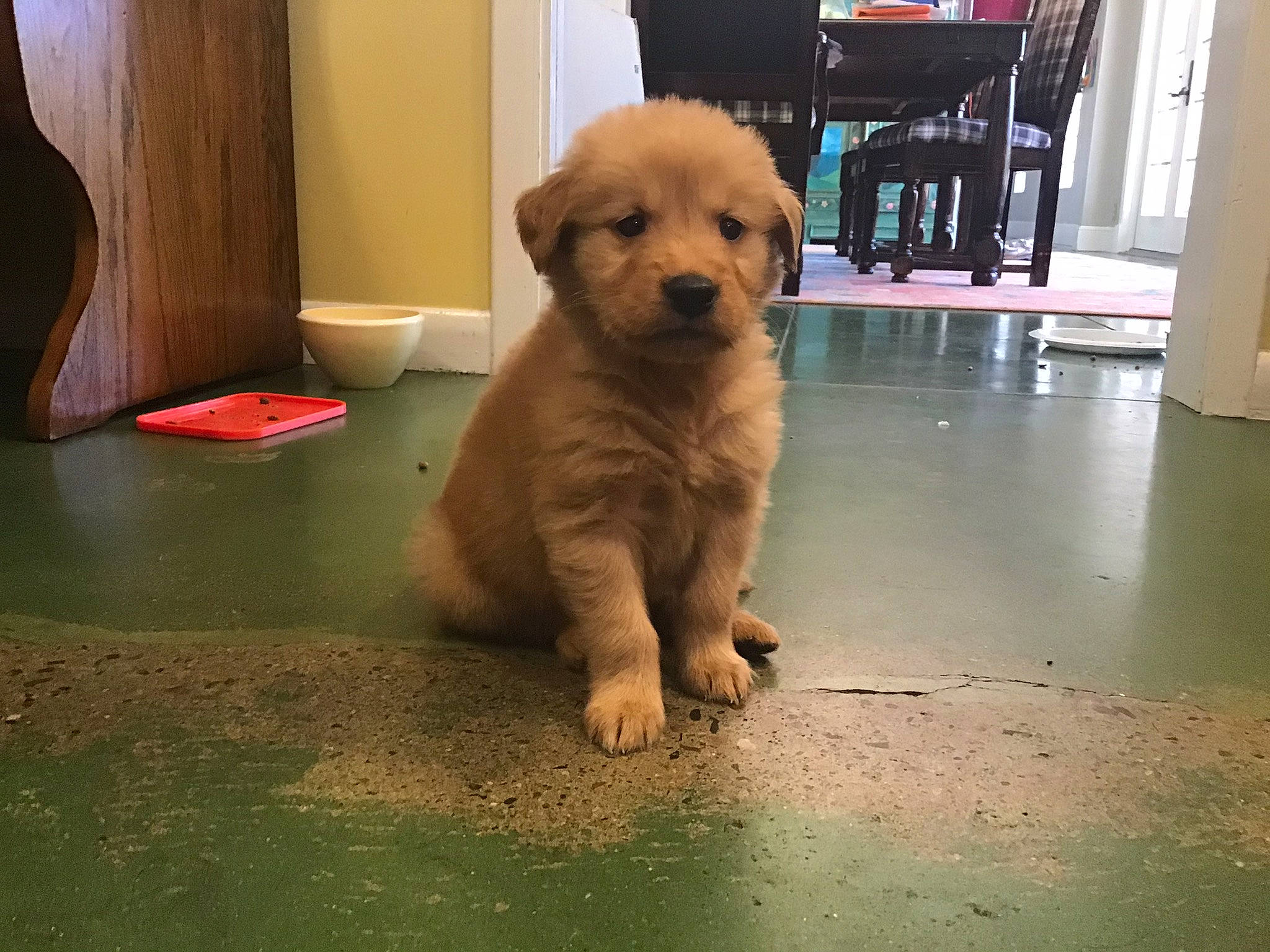 Bblazelaze is registered to the contest to win money with this photo: canidae, carnivore, companion_dog, dog, dog_breed, dog_supply, fawn, floor, flooring, laminate_flooring, non_sporting_group, pet_supply, snout, sporting_group, tile, varnish, wood_flooring, working_animal