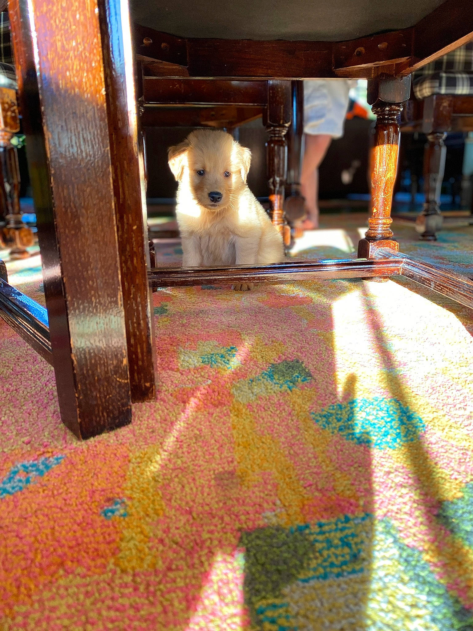 Blaze joined the competition — help win amazing prizes! canidae, carnivore, carpet, companion_dog, dog, dog_breed, dog_supply, fawn, flooring, home_accessories, non_sporting_group, pet_supply, puppy, rug, small_terrier, snout, sporting_group, terrier, toy_dog, working_animal