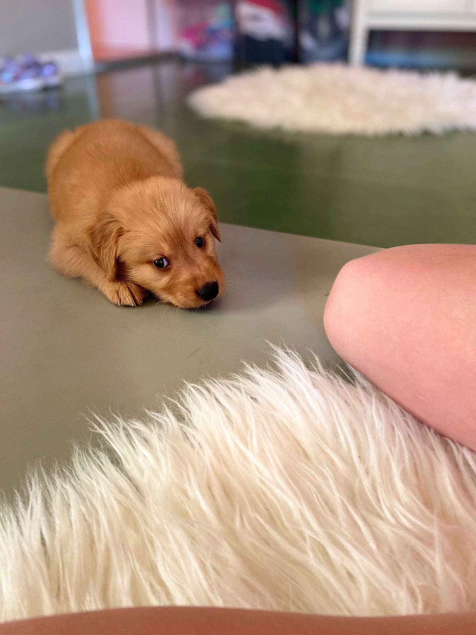 Blaze joined the competition — help win amazing prizes! beige, canidae, carnivore, companion_dog, dog, dog_breed, dog_supply, fawn, fur, liver, natural_material, non_sporting_group, pet_supply, puppy, retriever, snout, sporting_group, tan, whiskers, working_animal