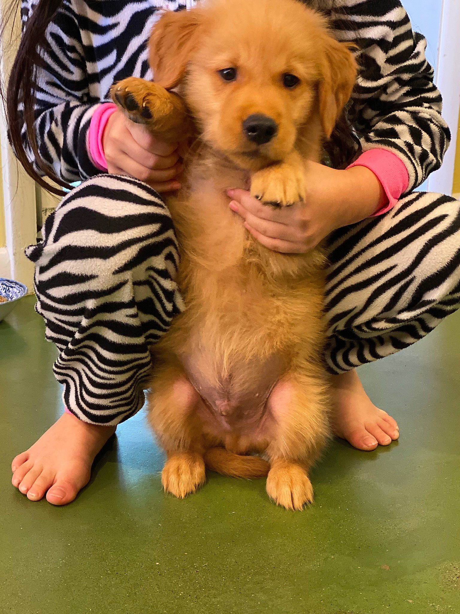 Blaze is registered to the contest to win money with this photo: barefoot, canidae, carnivore, comfort, companion_dog, dog, dog_breed, dog_supply, fawn, foot, human, lap, nail, pet_supply, puppy, retriever, sole, sporting_group, toe, vertebrate