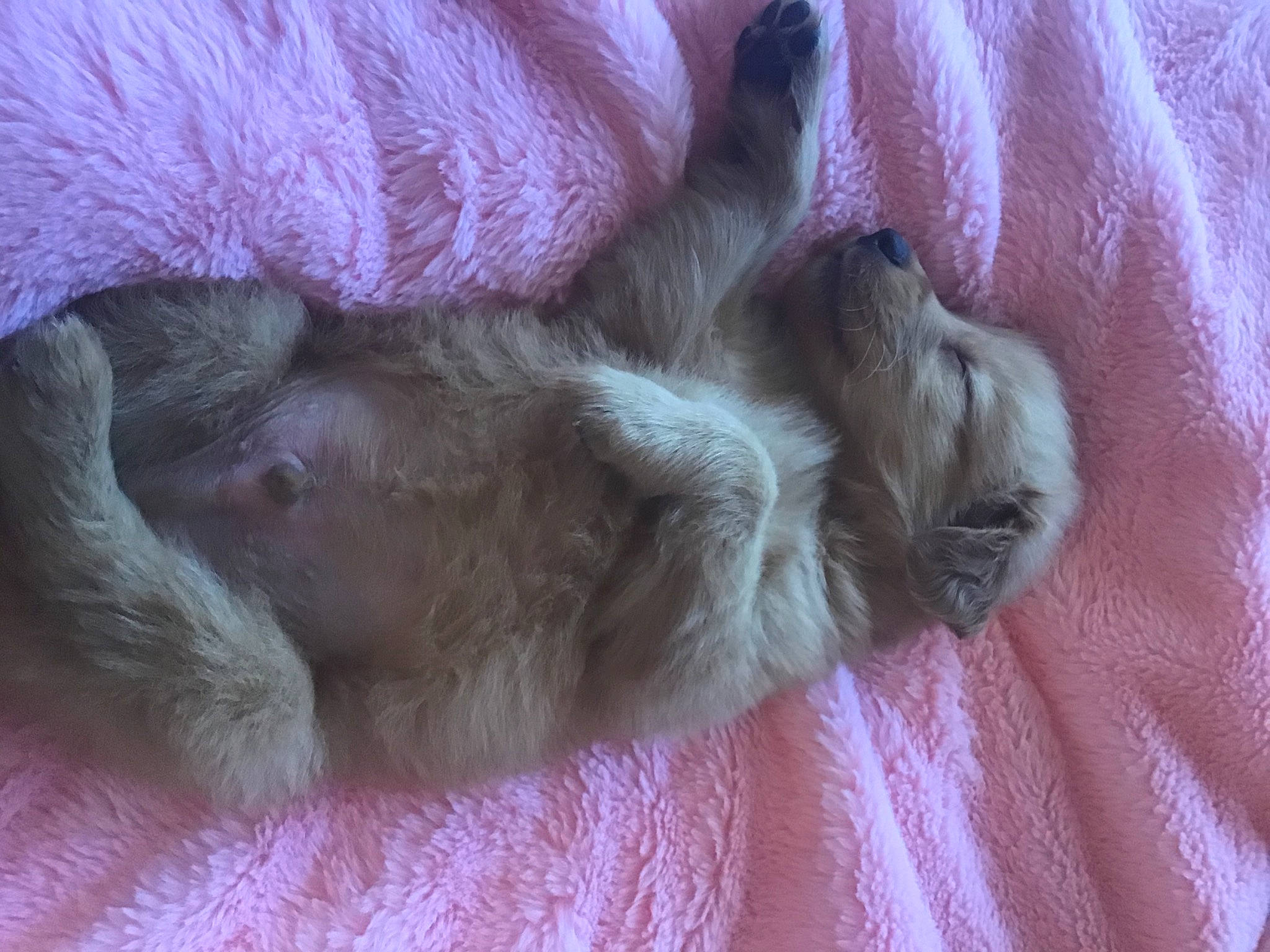 Blaze joined the competition — help win amazing prizes! claw, comfort, dog_breed, fawn, fur, macaque, paw, pink, primate, skin