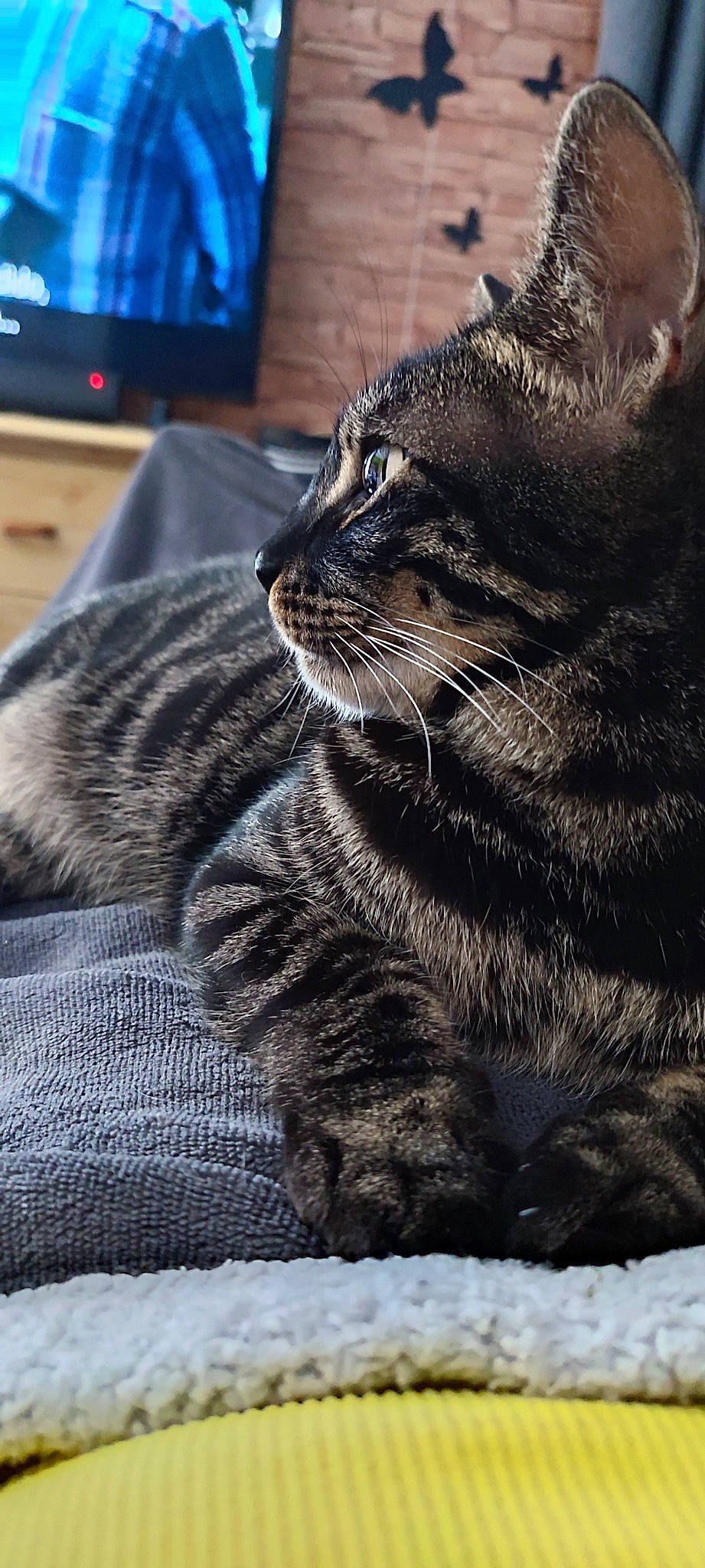 Thanos a rejoint le concours — aidez-le/la à gagner de superbes lots ! carnivore, cat, claw, computer_keyboard, domestic_short_haired_cat, eye, felidae, fur, grass, grey, paw, small_to_medium_sized_cats, snout, tail, television, terrestrial_animal, tree, whiskers, wildlife, window