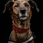 Sadie The Lady is registered to the contest to win money with this photo: dog, brindle, portrait, collar, leather_collar, animal, pet, closeup, studio, black_background, face, ears, fur, canine, looking, expression, adorable, domestic_animal, muzzle, neck