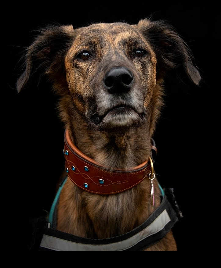 Sadie The Lady is registered to the contest to win money with this photo: dog, brindle, portrait, collar, leather_collar, animal, pet, closeup, studio, black_background, face, ears, fur, canine, looking, expression, adorable, domestic_animal, muzzle, neck