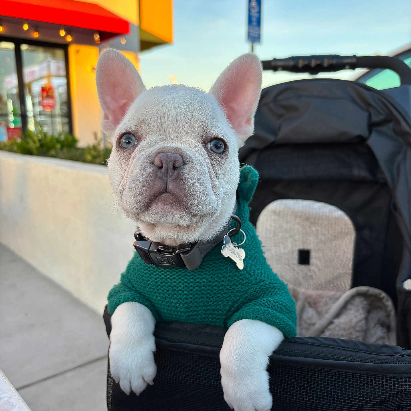 Euros is registered to the contest to win money with this photo: animal, boxer, bulldog, canine, chair, clothing, couch, dog, frenchbulldog, furniture, hoodie, knitwear, machine, pet, pitbull, puppy, sweater, sweatshirt, terrier, whitedog