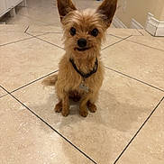 Roxy is registered to the contest to win money with this photo: dog, small_dog, indoor, tile_floor, brown_dog, pet, collar, bone_tag, ears, fur, animal, cute, sitting, looking, attentive, house, home, floor, domestic, companion