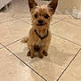 dog, small_dog, indoor, tile_floor, brown_dog, pet, collar, bone_tag, ears, fur, animal, cute, sitting, looking, attentive, house, home, floor, domestic, companion