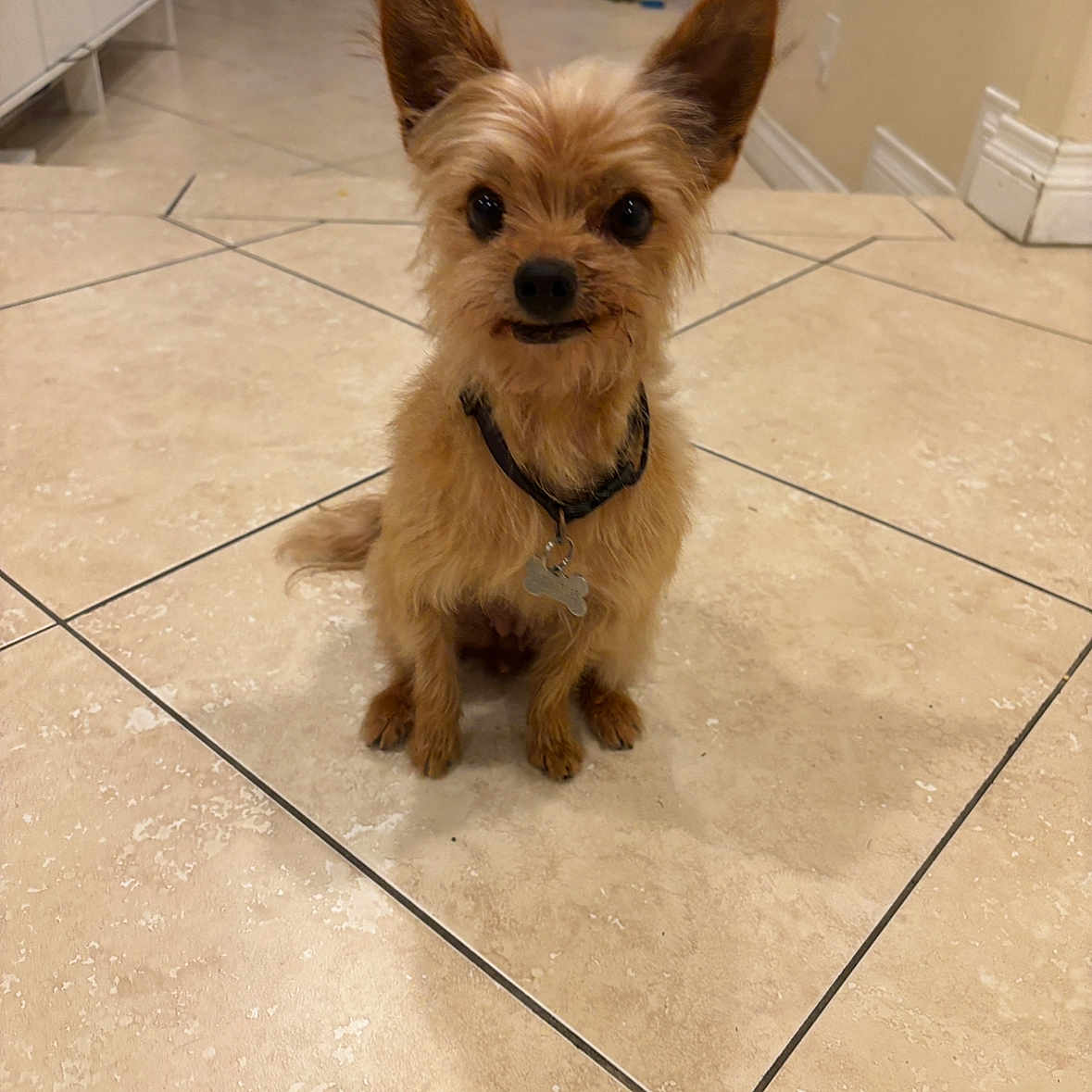 Roxy is registered to the contest to win money with this photo: animal, attentive, bone_tag, brown_dog, collar, companion, cute, dog, domestic, ears, floor, fur, home, house, indoor, looking, pet, sitting, small_dog, tile_floor