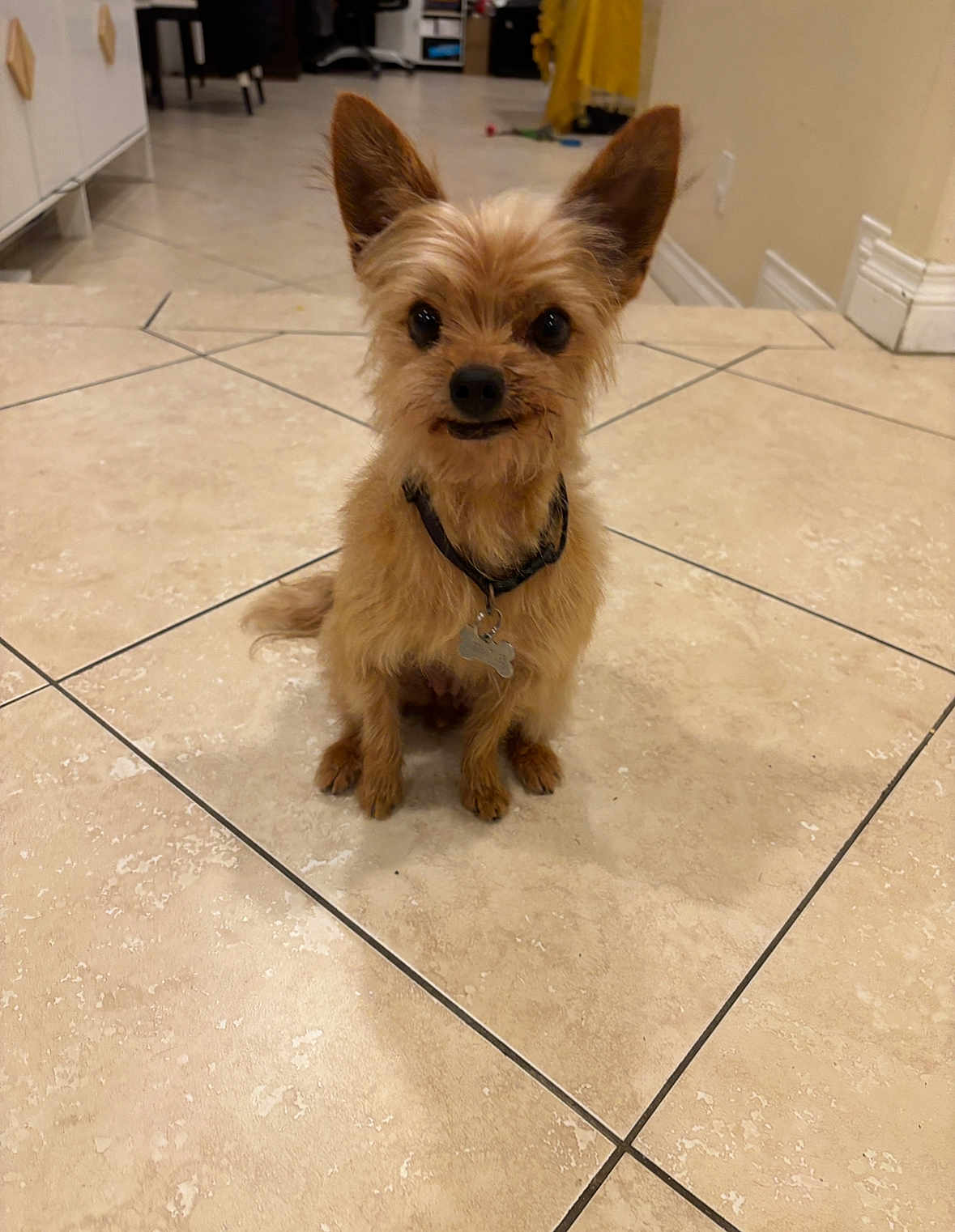 Roxy is registered to the contest to win money with this photo: dog, small_dog, indoor, tile_floor, brown_dog, pet, collar, bone_tag, ears, fur, animal, cute, sitting, looking, attentive, house, home, floor, domestic, companion