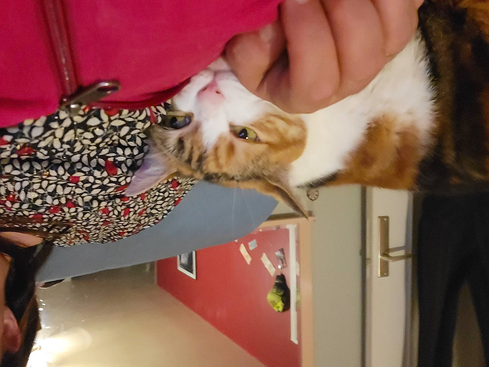 Channelle a rejoint le concours — aidez-le/la à gagner de superbes lots ! canidae, carnivore, cat, comfort, companion_dog, domestic_short_haired_cat, ear, fawn, felidae, finger, fur, gesture, human_leg, lap, nail, paw, small_to_medium_sized_cats, tail, tree, whiskers