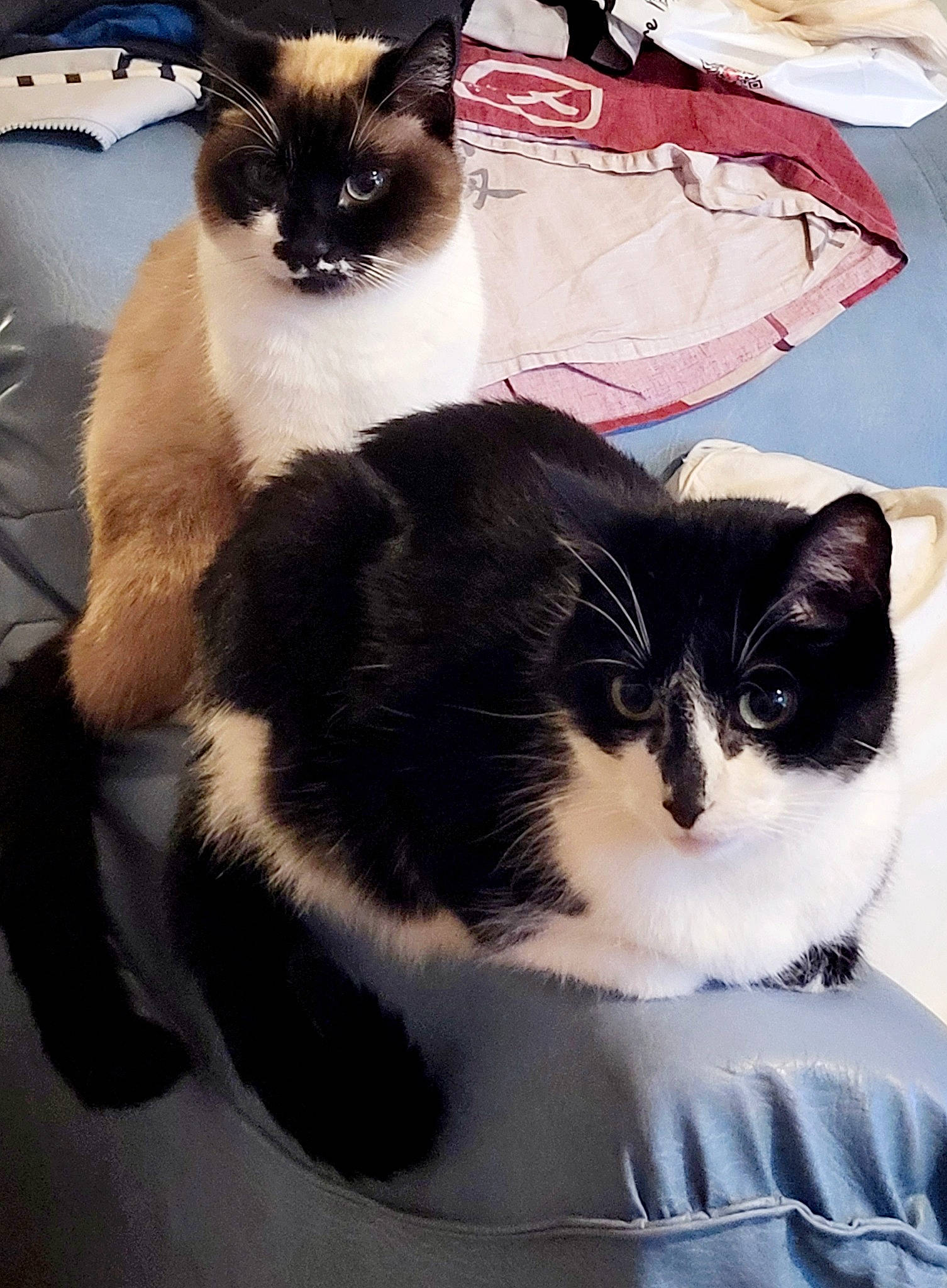 Elliott participe au concours pour gagner de l'argent avec cette photo : carnivore, cat, comfort, domestic_short_haired_cat, eye, felidae, foot, fur, mammal, paw, photography, siamese, small_to_medium_sized_cats, snapshot, snout, tail, terrestrial_animal, thai, vertebrate, whiskers