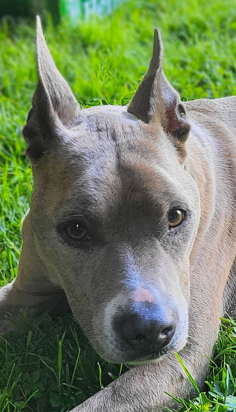 Saya participe au concours pour gagner de l'argent avec cette photo : canidae, carnivore, dog, dog_breed, fawn, grass, non_sporting_group, plant, snout, terrestrial_animal, whiskers