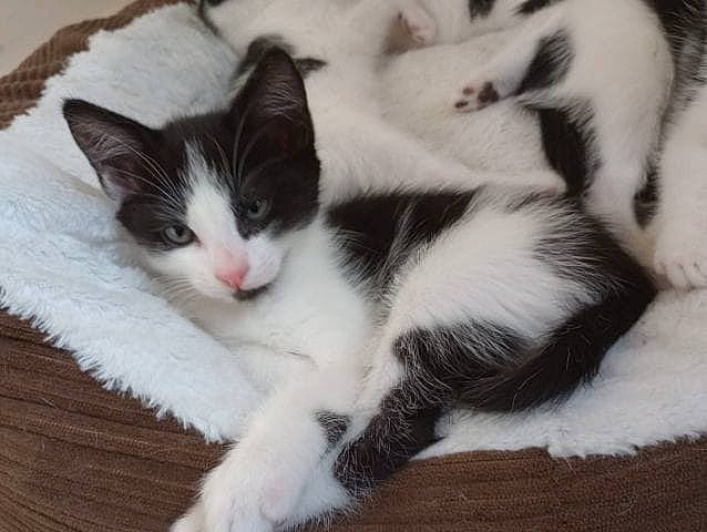 Smurfy joined the competition — help win amazing prizes! carnivore, cat, claw, comfort, domestic_short_haired_cat, felidae, flooring, foot, fur, hardwood, paw, small_to_medium_sized_cats, snout, tail, whiskers