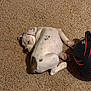 Lola joined the competition — help win amazing prizes! puppy, dog, carpet, resting, sleeping, indoor, white, brown, spots, helmet, black, red, pet, animal, cute, fur, laying, cozy, floor, young