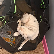 Lola joined the competition — help win amazing prizes! puppy, dog, pet_carrier, mesh, white_dog, brown_spots, sleeping, curled_up, carpet, indoor, resting, zipper, black_carrier, pink_baseboard, corner, floor, animal, cute, small_dog, relaxed