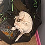 puppy, dog, pet_carrier, mesh, white_dog, brown_spots, sleeping, curled_up, carpet, indoor, resting, zipper, black_carrier, pink_baseboard, corner, floor, animal, cute, small_dog, relaxed