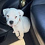 puppy, dog, white_dog, car_interior, floor, leather_seat, sunlight, pet, young_dog, cute, collar, small_dog, indoor, black_interior, animal, sitting, looking_up, adorable, canine, vehicle