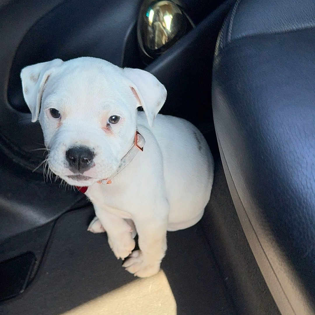 Lola is registered to the contest to win money with this photo: adorable, animal, black_interior, canine, car_interior, collar, cute, dog, floor, indoor, leather_seat, looking_up, pet, puppy, sitting, small_dog, sunlight, vehicle, white_dog, young_dog