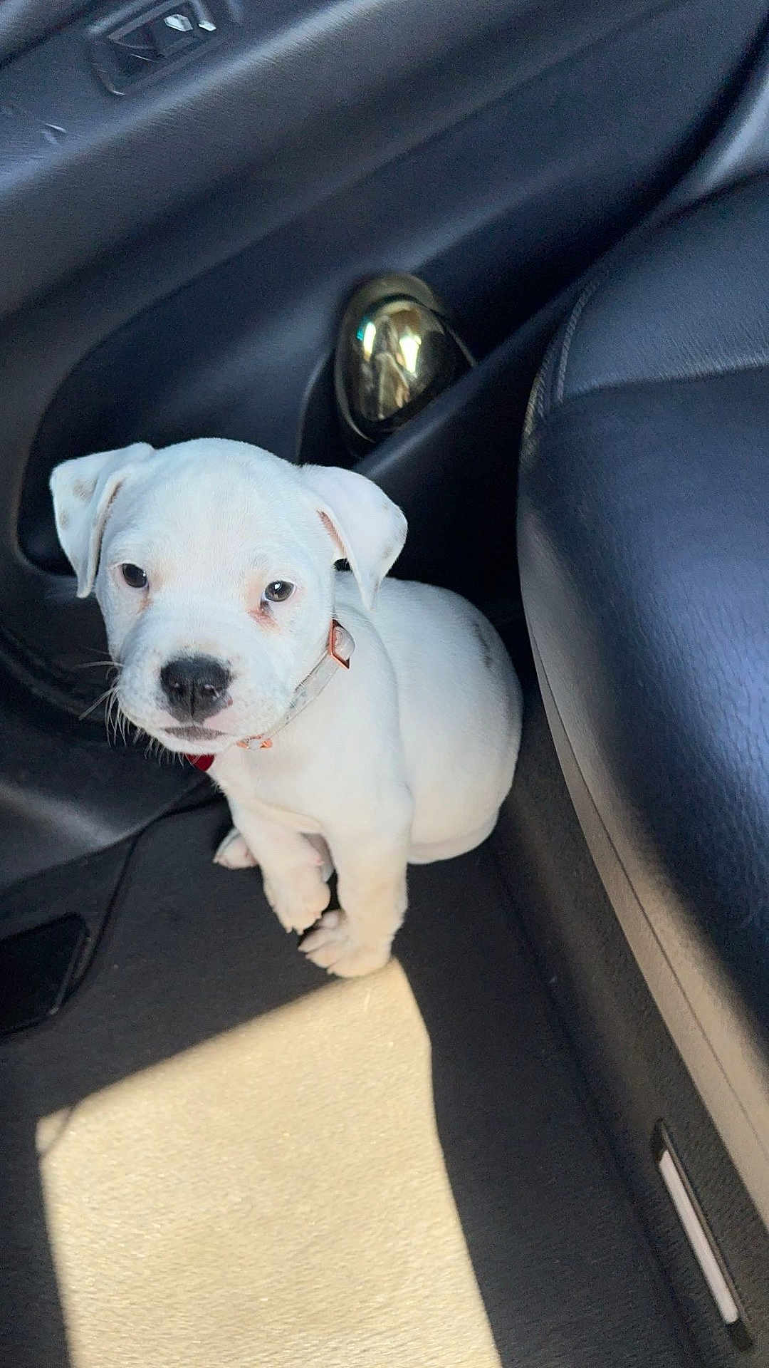Lola