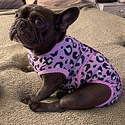 Penny joined the competition — help win amazing prizes! dog, french_bulldog, pet, animal, clothing, pink, leopard_print, sitting, blanket, bed, indoor, cute, portrait, fur, ears, paw, small_dog, fashion, cozy, friendly