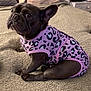dog, french_bulldog, pet, animal, clothing, pink, leopard_print, sitting, blanket, bed, indoor, cute, portrait, fur, ears, paw, small_dog, fashion, cozy, friendly