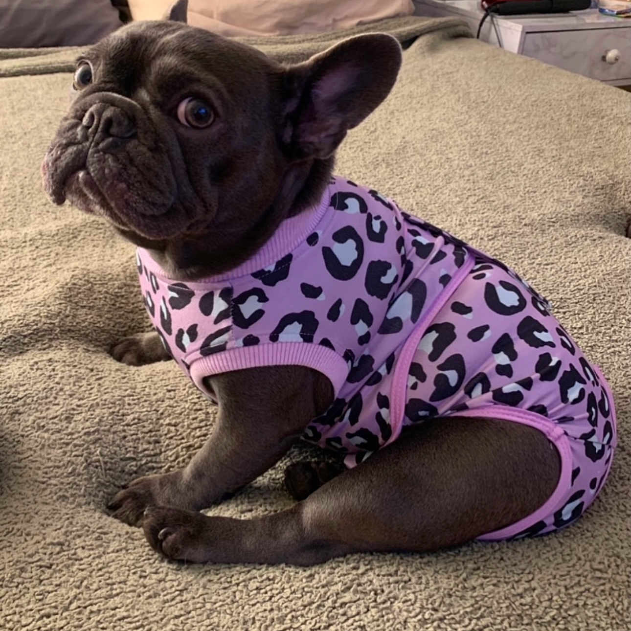 Penny joined the competition — help win amazing prizes! animal, bed, blanket, clothing, cozy, cute, dog, ears, fashion, french_bulldog, friendly, fur, indoor, leopard_print, paw, pet, pink, portrait, sitting, small_dog