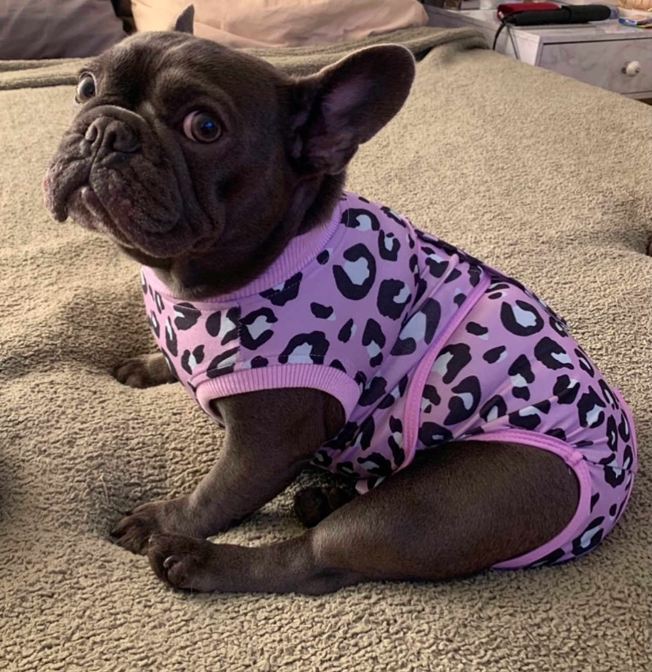 Penny joined the competition — help win amazing prizes! dog, french_bulldog, pet, animal, clothing, pink, leopard_print, sitting, blanket, bed, indoor, cute, portrait, fur, ears, paw, small_dog, fashion, cozy, friendly