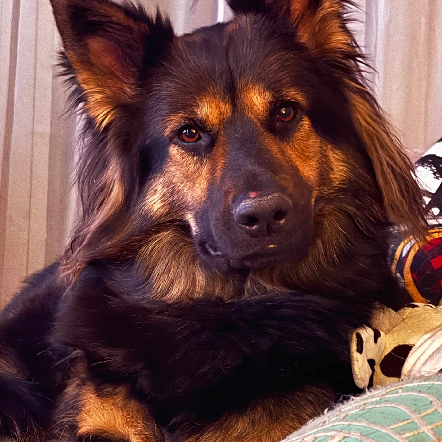 Elsa is registered to the contest to win money with this photo: animal, bed, bedroom, blanket, canine, cockerspaniel, couch, cushion, dog, furniture, germanshepherd, homedecor, hound, indoors, interiordesign, pet, puppy, room, snout, terrier