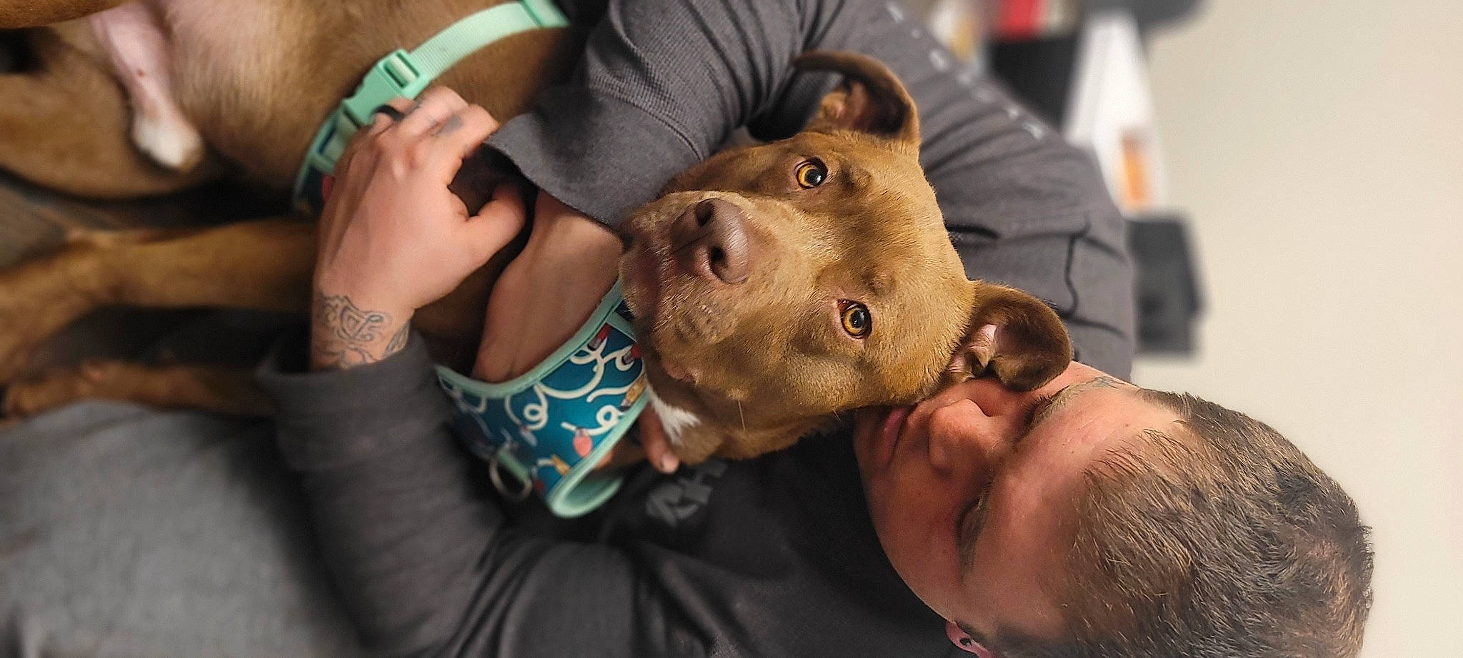 Rigs joined the competition — help win amazing prizes! canidae, child, dog_breed, ear, elbow, fawn, finger, flesh, fun, fur, gesture, happy, hat, human_leg, jaw, nail, skin, thumb, wrinkle, wrist