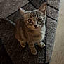 Beanie Weenie is registered to the contest to win money with this photo: animal, carpet, cat, curious, cute, domestic_cat, ears, feline, floor, fur, gray_tabby, indoor, kitten, looking_up, mammal, pet, small, tail, whiskers, young
